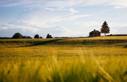 NAMBO PASTURE SEED up to 2,500 sqm. of coverage