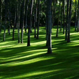 QUIC-GROW SHADE MIX up to 25 sqm. of coverage