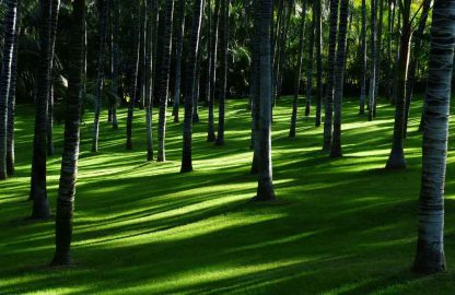 QUIC-GROW SHADE MIX up to 25 sqm. of coverage
