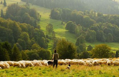 SUMMER PASTURE SEED up to 2,500 sqm. of coverage