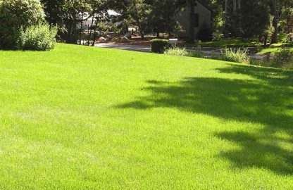 SUMMER LAWN BLEND up to 500 sqm. of coverage